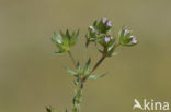 Blauw walstro (Sherardia arvensis) 