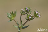 Blauw walstro (Sherardia arvensis) 