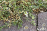 Blauw walstro (Sherardia arvensis) 