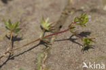 Blauw walstro (Sherardia arvensis) 