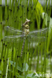 Blauwe glazenmaker (Aeshna cyanea)