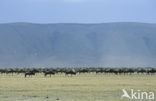 Blue Wildebeest (Connochaetes taurinus)