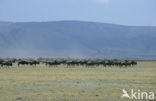 Blue Wildebeest (Connochaetes taurinus)