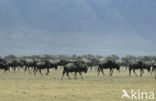 Blue Wildebeest (Connochaetes taurinus)