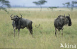 Blue Wildebeest (Connochaetes taurinus)