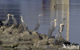 Blauwe Reiger (Ardea cinerea)