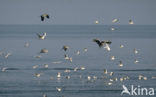 Blauwe Reiger (Ardea cinerea)