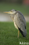 Blauwe Reiger (Ardea cinerea)