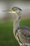 Blauwe Reiger (Ardea cinerea)