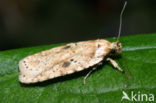 Bleke Kaartmot (Agonopterix arenella)