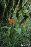 Bloedlelie (Scadoxus multiflorus)