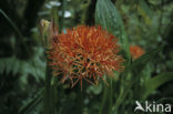 Bloedlelie (Scadoxus multiflorus)