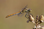 Bloedrode heidelibel (Sympetrum sanguineum)