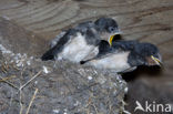 Boerenzwaluw (Hirundo rustica) 