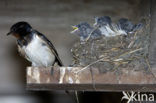 Boerenzwaluw (Hirundo rustica) 