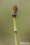 Bonte paardenstaart (Equisetum variegatum) 