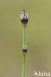 Bonte paardenstaart (Equisetum variegatum) 