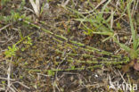 Bonte paardenstaart (Equisetum variegatum) 