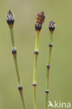 Bonte paardenstaart (Equisetum variegatum) 