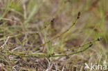 Bonte paardenstaart (Equisetum variegatum) 