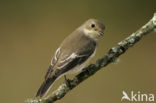 Bonte Vliegenvanger (Ficedula hypoleuca)