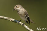 Bonte Vliegenvanger (Ficedula hypoleuca)