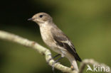 Bonte Vliegenvanger (Ficedula hypoleuca)