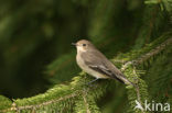 Bonte Vliegenvanger (Ficedula hypoleuca)