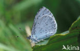 Boomblauwtje (Celastrina argiolus)