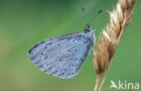 Boomblauwtje (Celastrina argiolus)