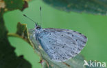 Boomblauwtje (Celastrina argiolus)