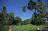 Boomheide (Erica arborea)