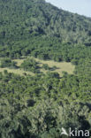 Boomheide (Erica arborea)