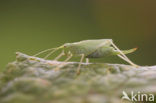 Oak Bush-cricket (Meconema thalassinum)