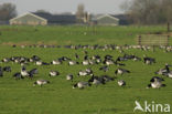 Brandgans (Branta leucopsis)