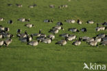 Brandgans (Branta leucopsis)