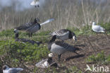 Brandgans (Branta leucopsis)