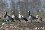 Brandgans (Branta leucopsis)