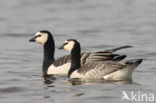 Brandgans (Branta leucopsis)