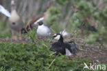 Brandgans (Branta leucopsis)