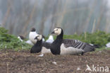 Barnacle Goose (Branta leucopsis)