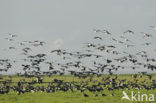 Barnacle Goose (Branta leucopsis)
