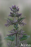 Brandnetel (Urtica spec.)