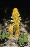 Broomrape (Orobanche spec)
