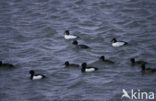 Common Goldeneye (Bucephala clangula)