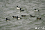Common Goldeneye (Bucephala clangula)