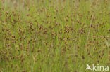 Bruine snavelbies (Rhynchospora fusca) 