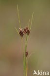 Bruine snavelbies (Rhynchospora fusca) 