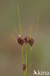 Bruine snavelbies (Rhynchospora fusca) 