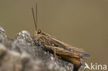 Bruine sprinkhaan (Chorthippus brunneus)